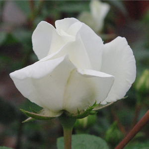 Rosa  Ida Klemm - bijela  - ruža penjačica (Rambler)